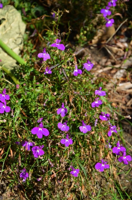 Lobelia erinus 'Riviera rose'